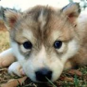 Wolfpup